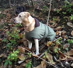 Yellow Labrador Ash in his picking up jacket